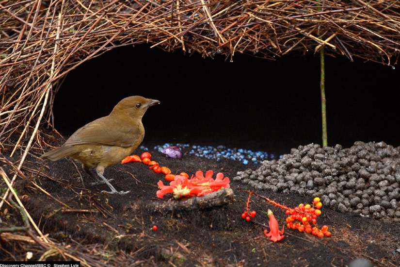 Bower Bird