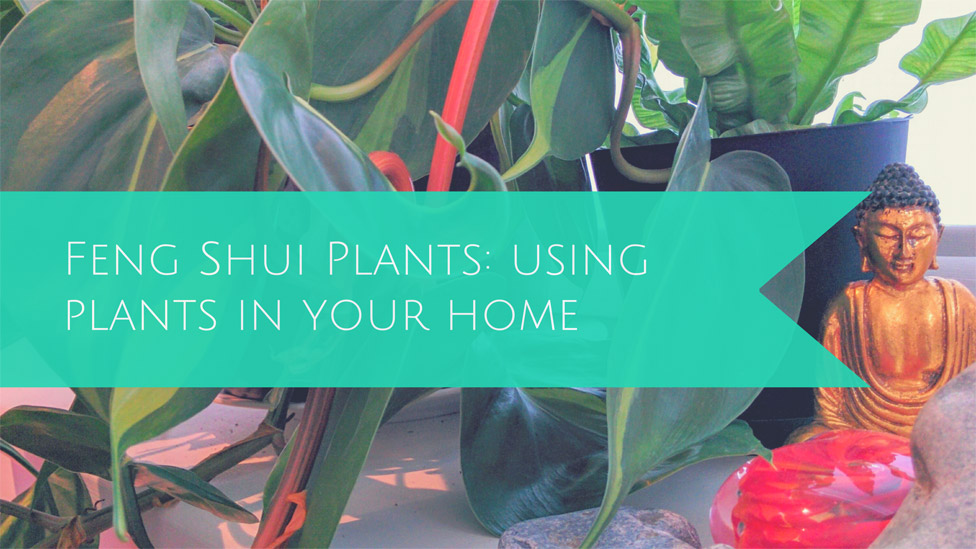 Feng Shui & Plants: The benefits of using plants in your home