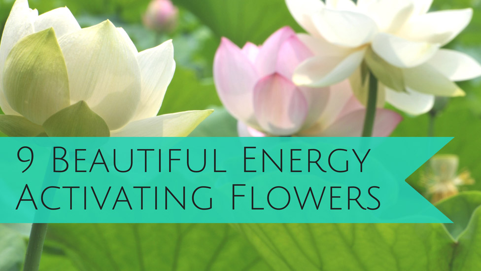 Flower Power: Nine Flowers to Activate the Energy in Your Home