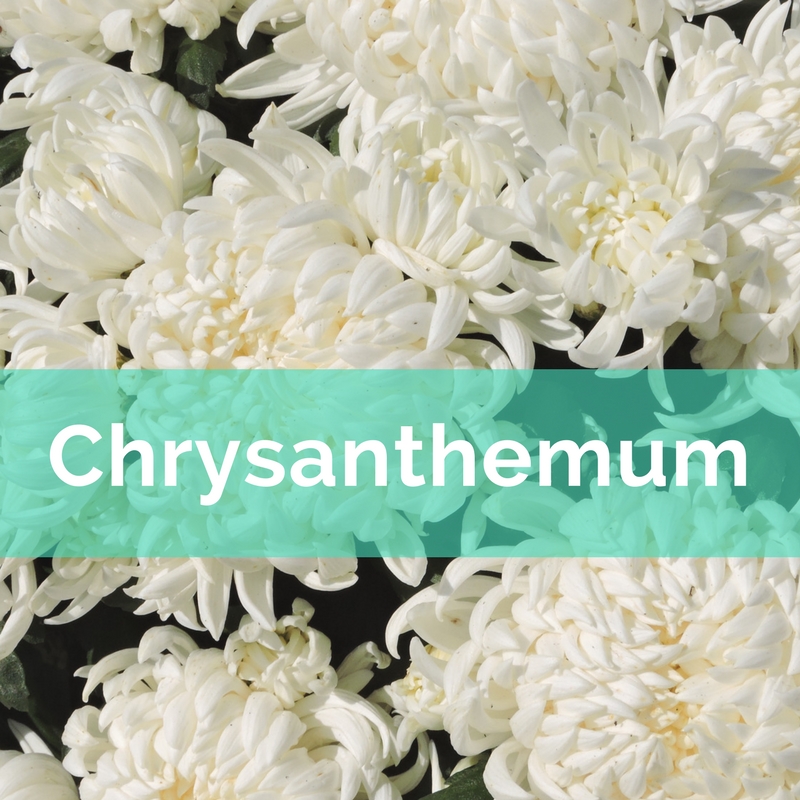 Chrysanthemum