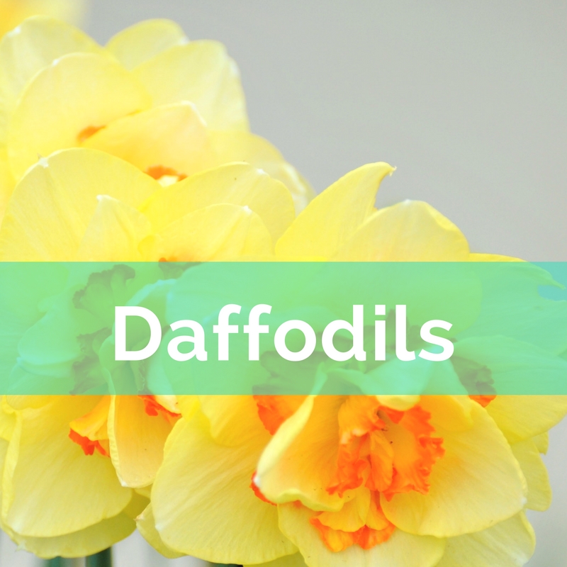 Daffodils