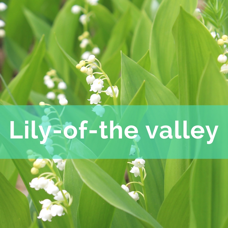 Lily of the valley