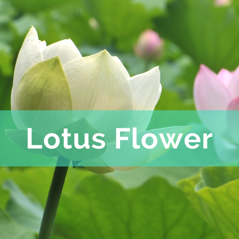 Lotus flower