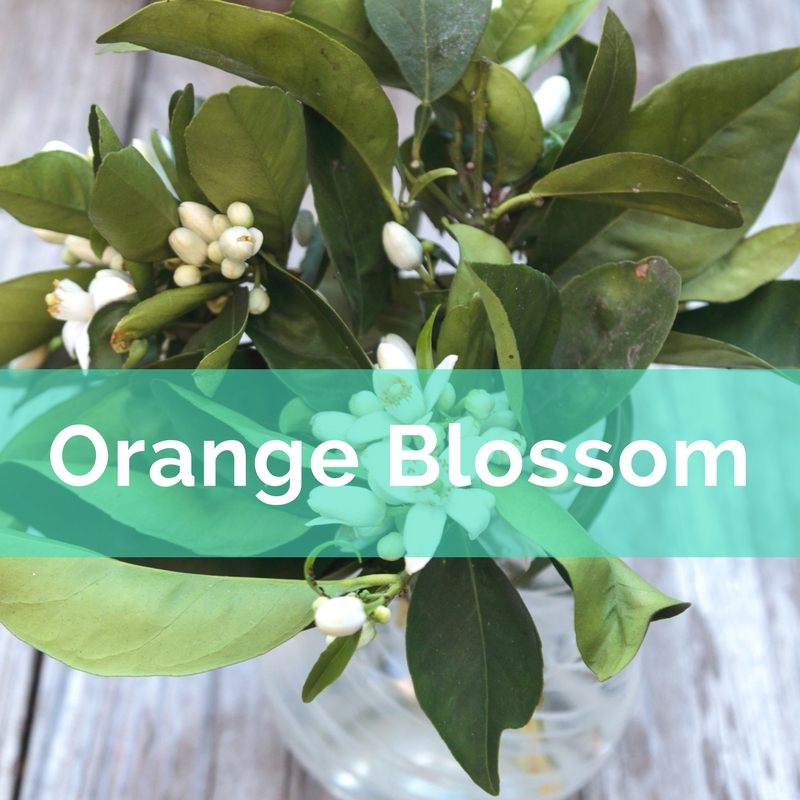 Orange blossom