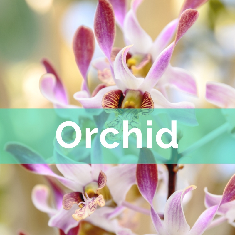 Orchids