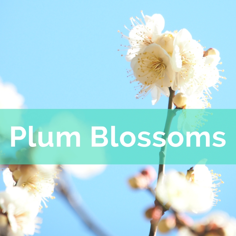 Plum blossoms